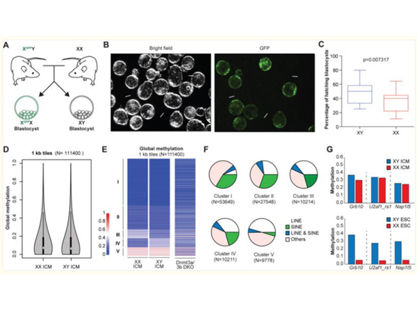 Isolate the inner cell mass (ICM) using anti-mouse serum